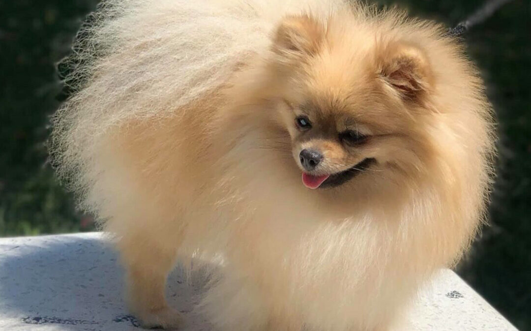Pomstyle Magic Princess Of The Ring “Trudy”