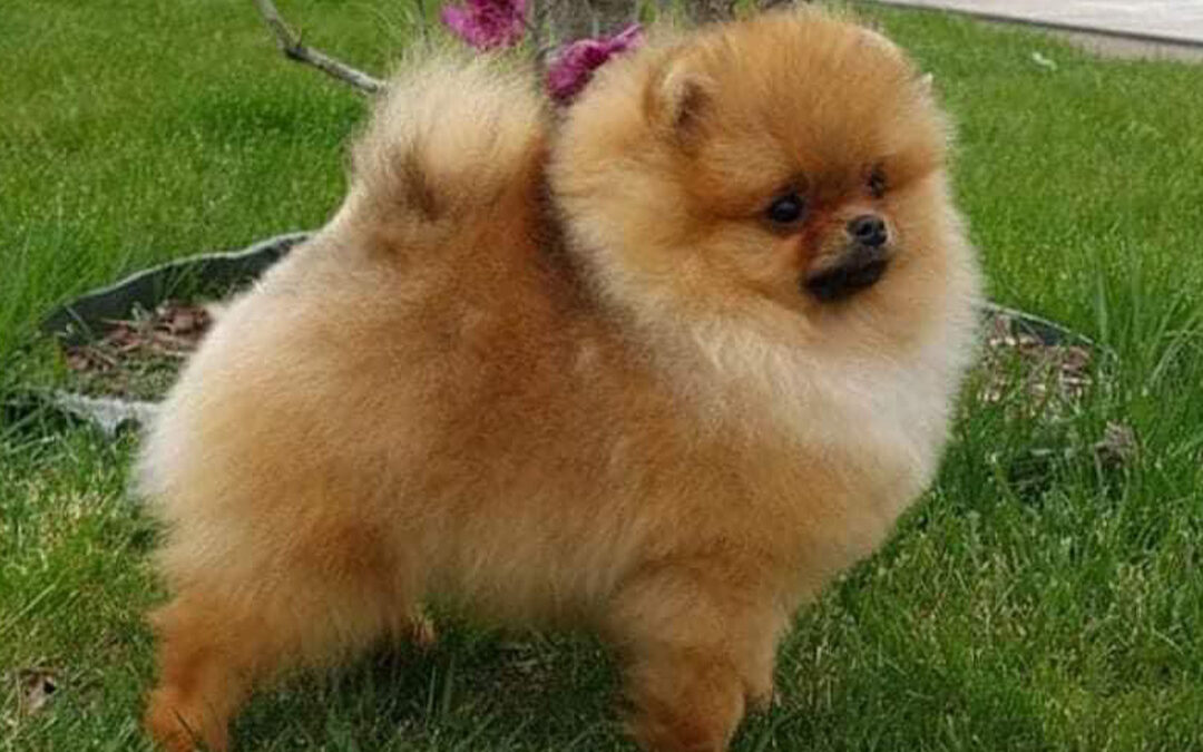 Multi Ch GCh Polimar Crystal Heart “Colby”
