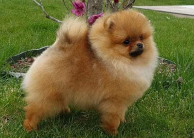 Multi Ch GCh Polimar Crystal Heart “Colby”